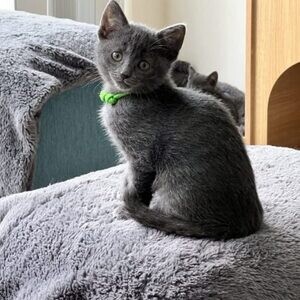 litter russian blue’s available..viber.+639463422605 | PostAds PH