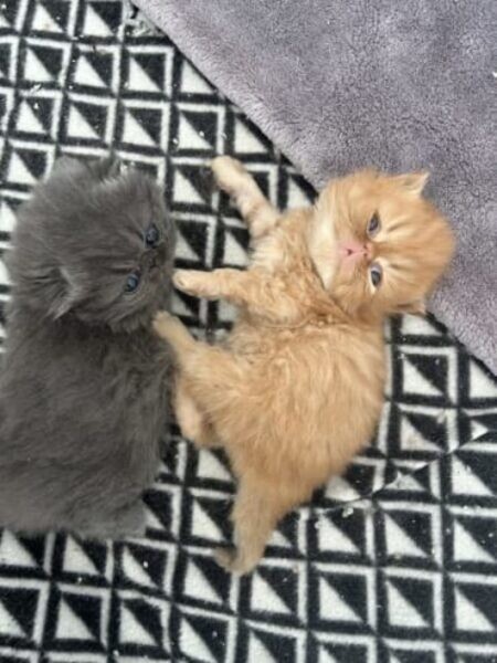 Purebred Persian kittens for sale..viber.+639463422605