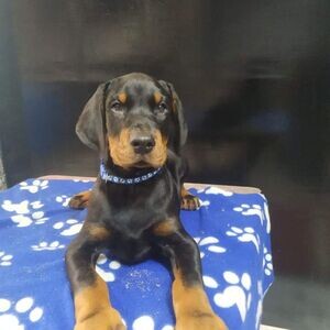 Loyal & Majestic Doberman Puppy – Smart, Strong & Ready for a Forever H | PostAds PH