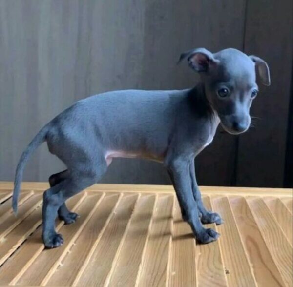 Elegant Blue Italian Greyhound Puppy – Grace, Charm & Companionship..