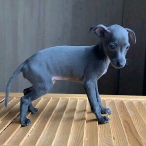 Elegant Blue Italian Greyhound Puppy – Grace, Charm & Companionship.. | PostAds PH