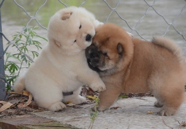 Likufe Adorable Chow Chow puppies ready and looking for new forever home