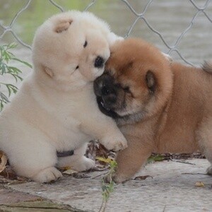 Likufe Adorable Chow Chow puppies ready and looking for new forever home | PostAds PH