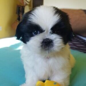 Meet out lovely shih Tzu puppies seeking a home..viber.+639463422605 | PostAds PH