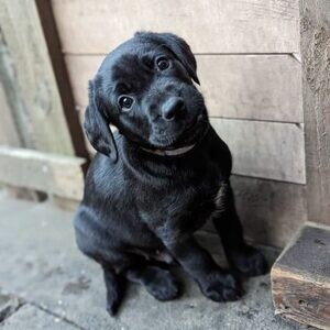 Healthy Labrador puppy for rehoming | PostAds PH