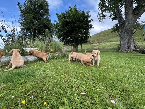 Fox reed Labrador Retrievers pups for sale...viber.+639463422605