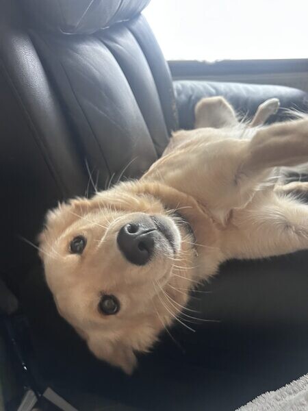 Max need new home..viber.+639463422605
