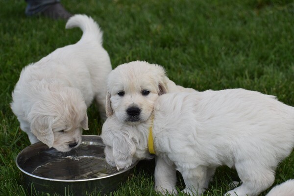 Healthy & Well-Socialized Eng. Cream Golden Retriever Puppies for Sale