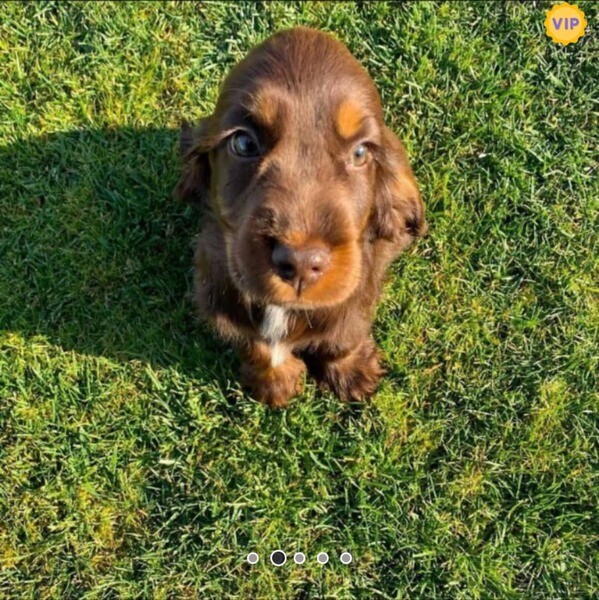 Lovely chocolate boy