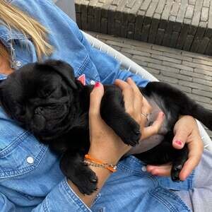 Lilly is a truly incredible Pug, extremely loyal, intelligent and sensi | PostAds PH