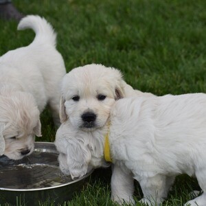 Healthy & Weell-Socialized Eng. Cream Golden Retriever Puppies for Sale | PostAds PH