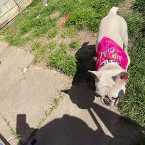 1 yr old French bulldog..viber.+639463422605 | PostAds PH