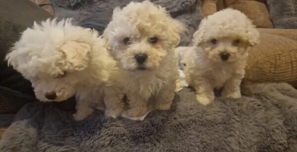 Mrss Bichon Frises puppies for sale..viber.+639463422605
