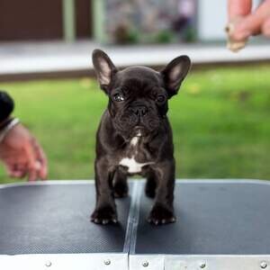 French Bulldog Puppies for adoption...viber.+639463422605 | PostAds PH