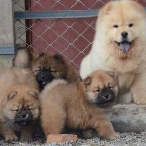Likufe Adorable Chow Chow puppies ready ...viber.+639463422605 | PostAds PH