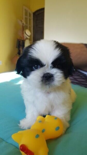 My Shih Tzu is a small breed ...viber.+639463422605