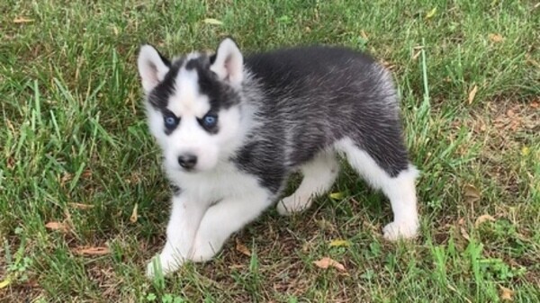 Blue eyes Siberian Husky puppies looking for new homee...