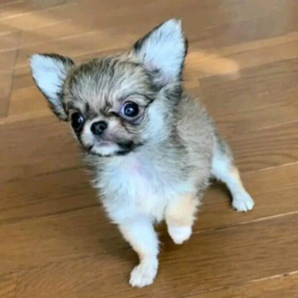 Chihuahua puppy is looking for a forever home ...viber.+639463422605