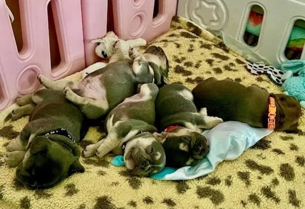 Exceptional quality  French Bulldog  puppies ...viber.+639463422605