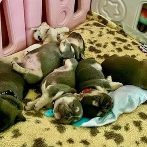 Exceptional quality French Bulldog puppies ...viber.+639463422605 | PostAds PH