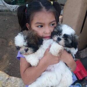 Bbeautiful Shih Tzu puppies...viber.+639463422605 | PostAds PH