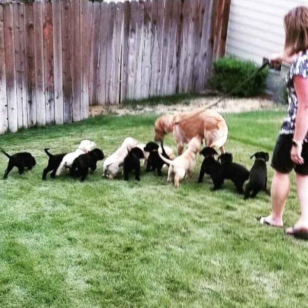 Meet our adorable litter of Labrador  puppies!...viber.+639463422605
