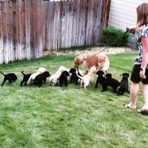 Meet our adorable litter of Labrador puppies!...viber.+639463422605 | PostAds PH