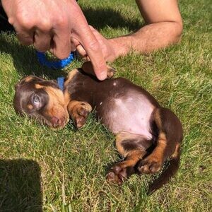 Cute dachshunds puppies available for salee...viber.+639463422605 | PostAds PH