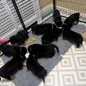 Rottweiler puppies for saleee...viber.+639463422605 | PostAds PH