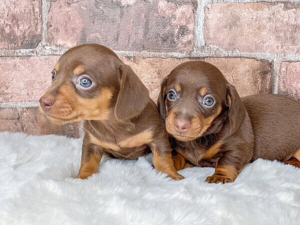 Blessing Dachshund Puppies Viber: +63 9128023780