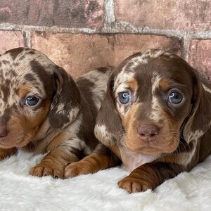 Lucky Dachshund Puppies Viber: +63 9128023780 | PostAds PH