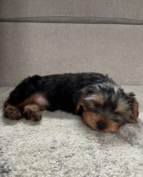Pet Yorkshire Terrier viber: +63 9128023780.