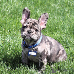 Gorgeous Purebred French Bulldog Puppies Available 2 Males & 1 Female! | PostAds PH