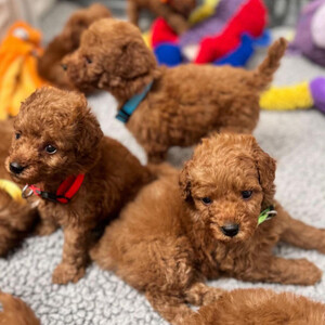 Beautiful Toy Poodle Puppies Looking for Their Forever Homes! | PostAds PH