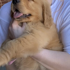 Our beautiful Golden Retriever puppies ...viber.+639463422605 | PostAds PH