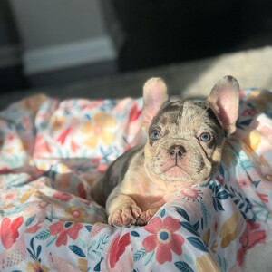 French Bulldogs puppy for adoption Sell ...viber.+639463422605 | PostAds PH
