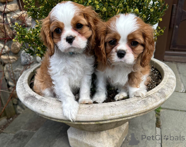 King Charles cavalier puppies for sale  Sell ...viber.+639463422605