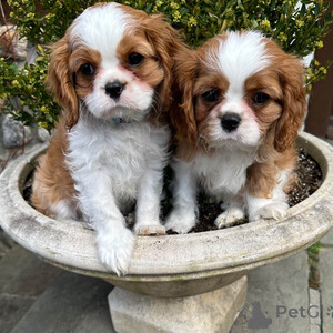 King Charles cavalier puppies for sale Sell ...viber.+639463422605 | PostAds PH