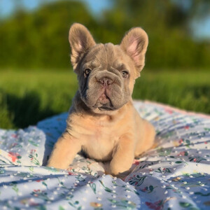 Fluffy Frenchie bulldog for adoption...viber.+639463422605 | PostAds PH