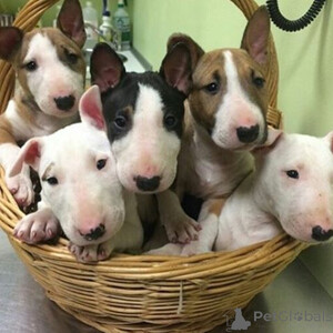 Bull Terrier puppies Sell ...viber.+639463422605 | PostAds PH