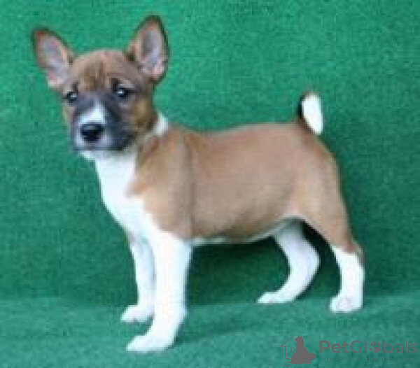 Basenji Puppies  Sell ...viber.+639463422605