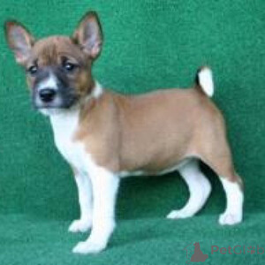 Basenji Puppies Sell ...viber.+639463422605 | PostAds PH