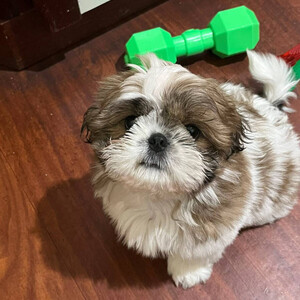 Meet our adorable Shih Tzu puppy ...viber.+639463422605 | PostAds PH