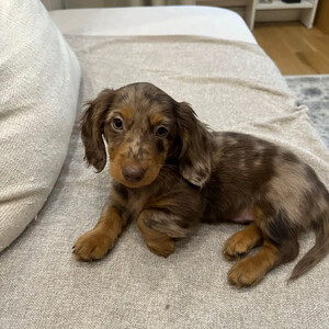 We have a beautiful Dachshund puppy ...viber.+639463422605 | PostAds PH