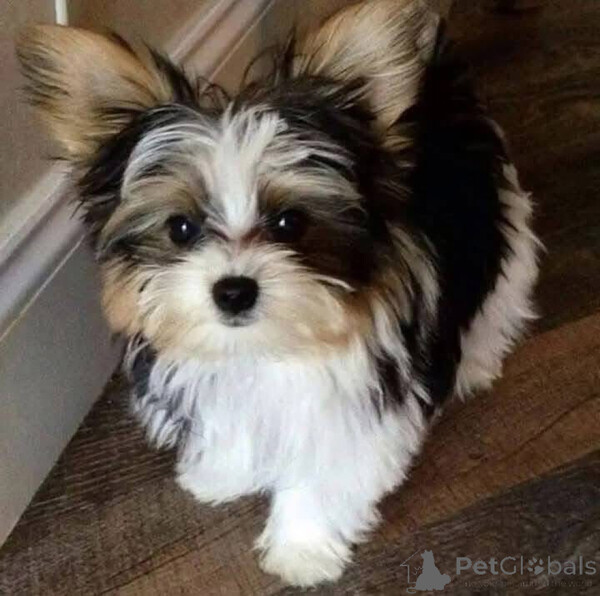 Shih Tzu puppies available for sale  Sell ...viber.+639463422605