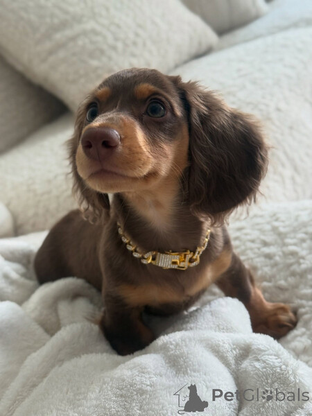 Beautiful Dachshund puppies available for sale .  Sell 
