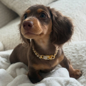 Beautiful Dachshund puppies available for sale . Sell | PostAds PH