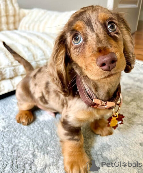 our sweet loving dachshund puppies...viber.+639463422605