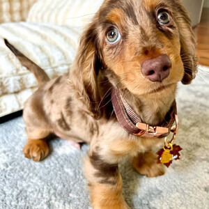 our sweet loving dachshund puppies...viber.+639463422605 | PostAds PH