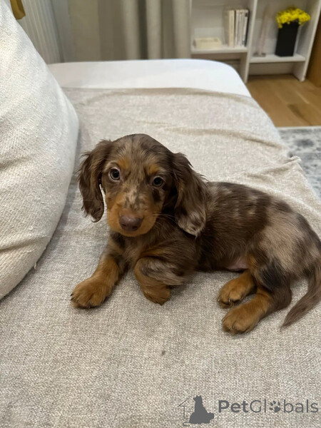 Beautiful Dachshund Puppy...viber.+639463422605